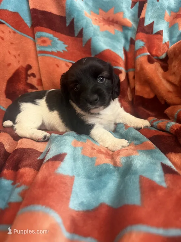 Sarah  – Miniature Dachshund puppy for sale in Perkins, OK