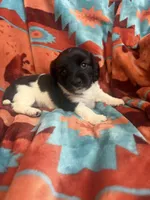 Sarah , a female Miniature Dachshund for sale in Perkins, OK – 1 of 6