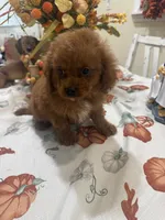 Poppy , a female Cavapoo for sale in Perkins, OK – 6 of 7