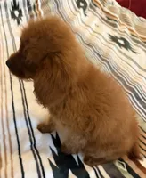 Daisy , a female Cavapoo for sale in Perkins, OK – 4 of 7