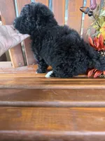 Bella, a female Bichpoo for sale in Perkins, OK – 9 of 9