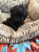 Freddy, a male Shihpoo for sale in Perkins, OK – 4 of 9
