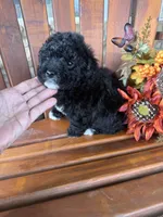 Bella, a female Bichpoo for sale in Perkins, OK – 4 of 9