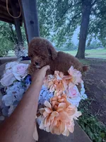 Ricardo, a male Poodle - Miniature  for sale in Perkins, OK – 8 of 9