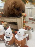 Ruthie , a female Cavapoo for sale in Perkins, OK – 9 of 10