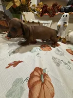 Jamie, a female Miniature Dachshund for sale in Perkins, OK – 3 of 10