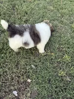 Ricky, a male Bichpoo for sale in Perkins, OK – 3 of 8
