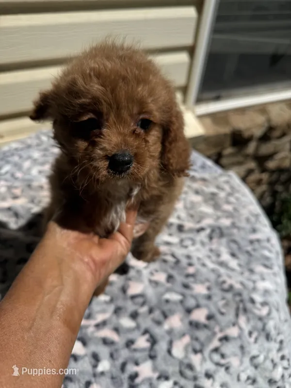 Joey – Cavapoo puppy for sale in Perkins, OK