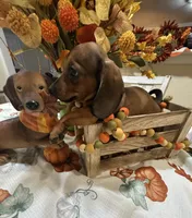 Bella , a female Miniature Dachshund for sale in Perkins, OK – 3 of 7
