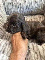 Teddy , a male Shihpoo for sale in Perkins, OK – 5 of 9