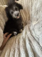Bubs, a male Bichpoo for sale in Perkins, OK – 3 of 10