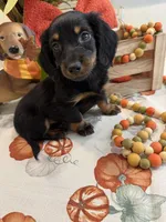 Neil , a male Miniature Dachshund for sale in Perkins, OK – 7 of 10