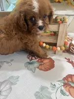 Julie Ann , a female Cavapoo for sale in Perkins, OK – 6 of 10