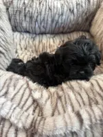 Freddy, a male Shihpoo for sale in Perkins, OK – 9 of 9