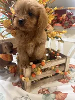Zeus, a male Cavapoo for sale in Perkins, OK – 2 of 8