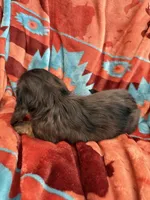 Wally , a male Miniature Dachshund for sale in Perkins, OK – 8 of 9