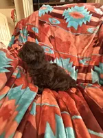 Louie , a male Shihpoo for sale in Perkins, OK – 2 of 9