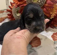 Glory, a female Miniature Dachshund for sale in Perkins, OK – 5 of 10