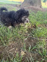 Bubs, a male Bichpoo for sale in Perkins, OK – 5 of 5