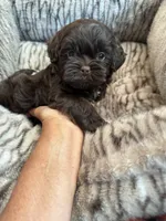 Teddy , a male Shihpoo for sale in Perkins, OK – 8 of 9