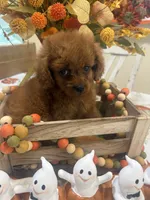 Daisy , a female Cavapoo for sale in Perkins, OK – 2 of 7