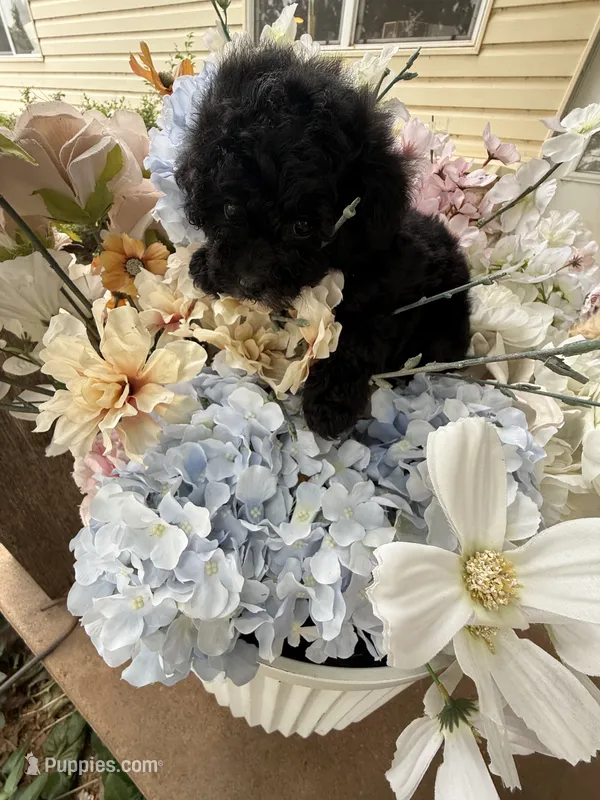 Rocky – Poodle - Toy  puppy for sale in Perkins, OK
