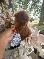 Chloe, a female Poodle - Miniature  for sale in Perkins, OK – 5 of 9