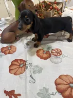 Flora , a female Miniature Dachshund for sale in Perkins, OK – 3 of 7