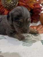 Martha , a female Miniature Dachshund for sale in Perkins, OK – 7 of 10