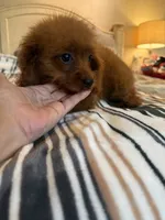 Daisy , a female Cavapoo for sale in Perkins, OK – 7 of 7