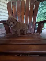 Ricardo, a male Poodle - Miniature  for sale in Perkins, OK – 5 of 9