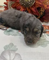 Martha , a female Miniature Dachshund for sale in Perkins, OK – 4 of 10