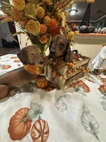 Bella , a female Miniature Dachshund for sale in Perkins, OK – 6 of 7