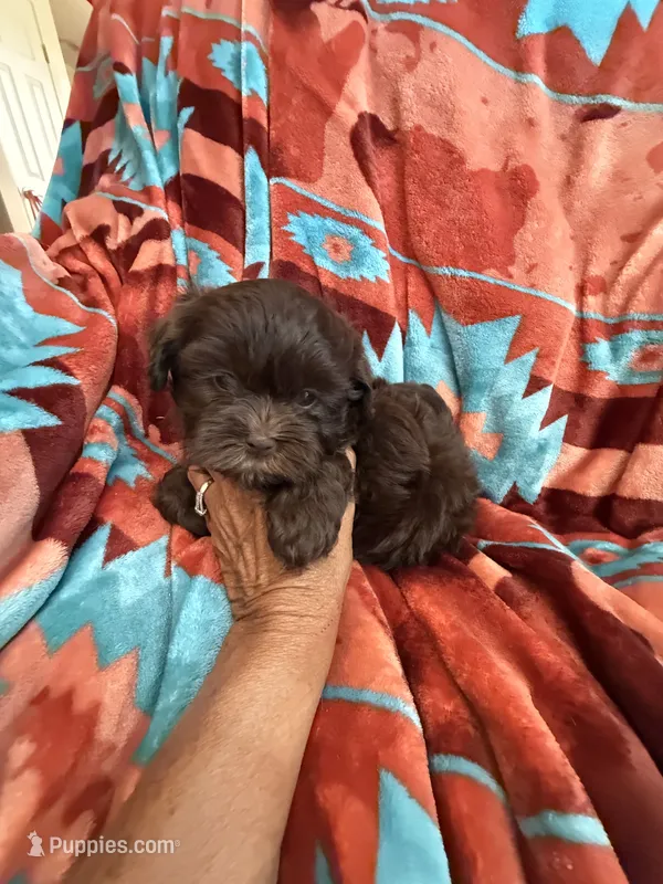 Louie  – Shihpoo puppy for sale in Perkins, OK