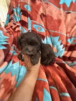 Louie , a male Shihpoo for sale in Perkins, OK – 1 of 9
