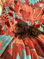 Louie , a male Shihpoo for sale in Perkins, OK – 7 of 9