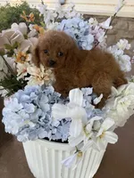 Joey, a male Cavapoo for sale in Perkins, OK – 3 of 7