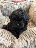 Freddy, a male Shihpoo for sale in Perkins, OK – 2 of 9