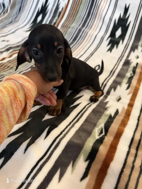 Chanel  – Miniature Dachshund puppy for sale in Perkins, OK