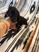 Chanel , a female Miniature Dachshund for sale in Perkins, OK – 1 of 6