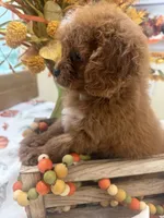Delta , a female Cavapoo for sale in Perkins, OK – 6 of 8