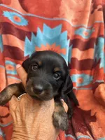 Sandy , a female Miniature Dachshund for sale in Perkins, OK – 8 of 9