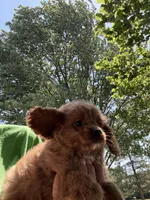 Joey, a male Cavapoo for sale in Perkins, OK – 4 of 7