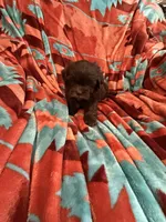 Louie , a male Shihpoo for sale in Perkins, OK – 9 of 9