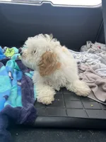 Tom, a male Bichon Frise and Shih Tzu for sale in Perkins, OK – Photo 6 of 9