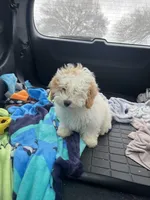 Tom, a male Bichon Frise and Shih Tzu for sale in Perkins, OK – Photo 9 of 9