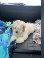 Tom, a male Bichon Frise and Shih Tzu for sale in Perkins, OK – Photo 8 of 9