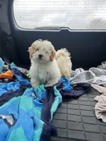 Tom, a male Bichon Frise and Shih Tzu for sale in Perkins, OK – Photo 2 of 9