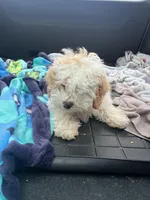 Tom, a male Bichon Frise and Shih Tzu for sale in Perkins, OK – Photo 7 of 9