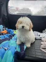 Tom, a male Bichon Frise and Shih Tzu for sale in Perkins, OK – Photo 3 of 9